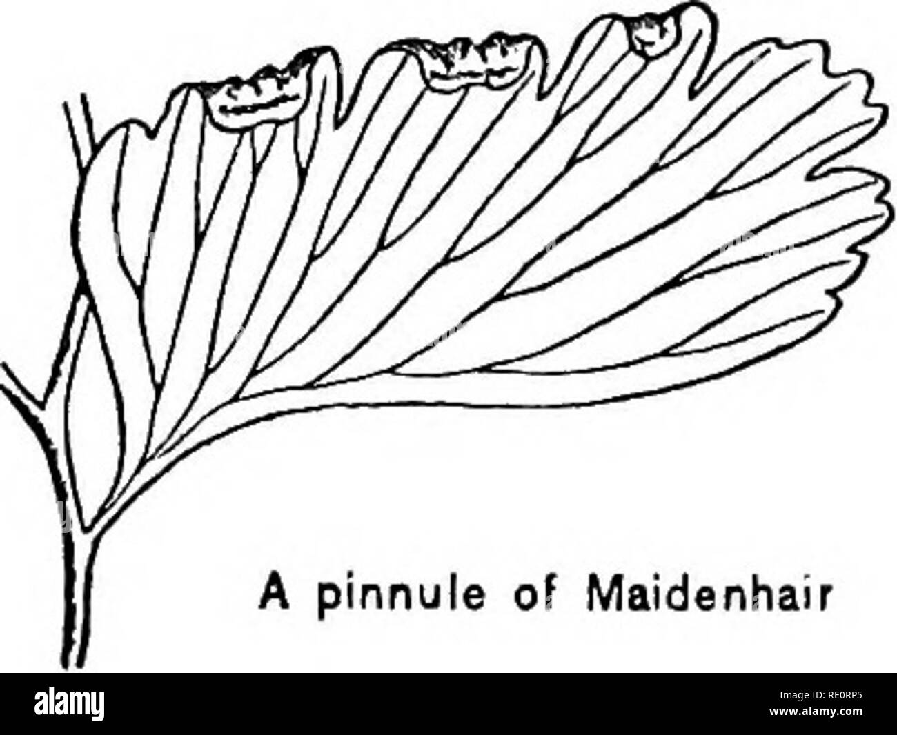 . Come conoscere le felci; una guida per i nomi, tormenta e abitudini dei nostri comuni di felci. Felci. Gruppo IV FERTILE E fronde sterili simile a foglia e simili; SPORANGIA SU O SOTTO UN MARGINE DI RIFLESSI ma non è facile convincere un amico che ha fatto un errore a questo proposito. Avete la possibilità di essere alla guida di una banca incolto w^ith primi mead- ow rue quando egli chiede la vostra attenzione per la singolare abbondanza di Maidenhair nel quartiere. Per la sua piuttosto indignata sorpresa si suggeriscono che la pianta ha visto non era Maidenhair, ma i primi meadow rue. Se non ha il minimo timore reverenziale per il botanic Foto Stock