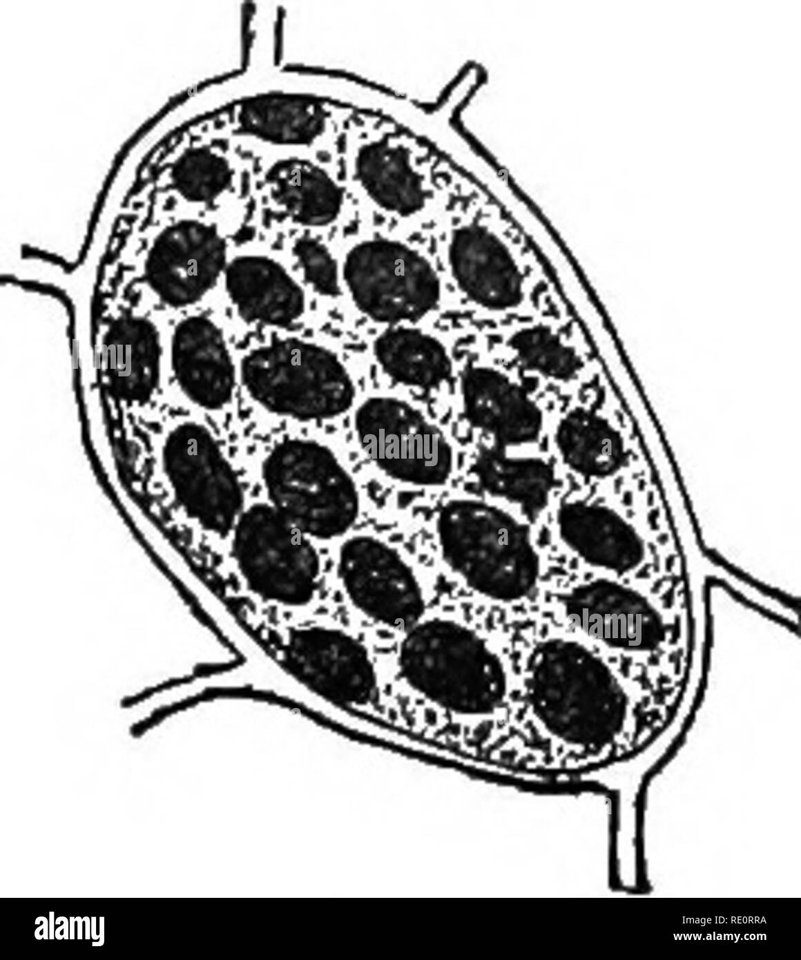 . Introduzione alla fisiologia vegetale. La fisiologia vegetale. 242 fisiologia vegetale aumentano di dimensione, crescente verso l'interno del protoplasma nonché verso l'esterno nel vacuolo, fino a che non può essere visto per essere in forma di grani incorporati nel protoplasma che in conseguenza del loro sviluppo presuppone la appaiono- mente di una rete grossolana. Come questo processo continua, i grani originale cresce sempre di più e quelle nuove beiag costitui- stantly formata, l'originale vacuoli diventare obhterated e la cella rigonfiata in fuori dai propri depositi (fig. 117). Mentre questo processo meccanico sta andando su chemical chan Foto Stock