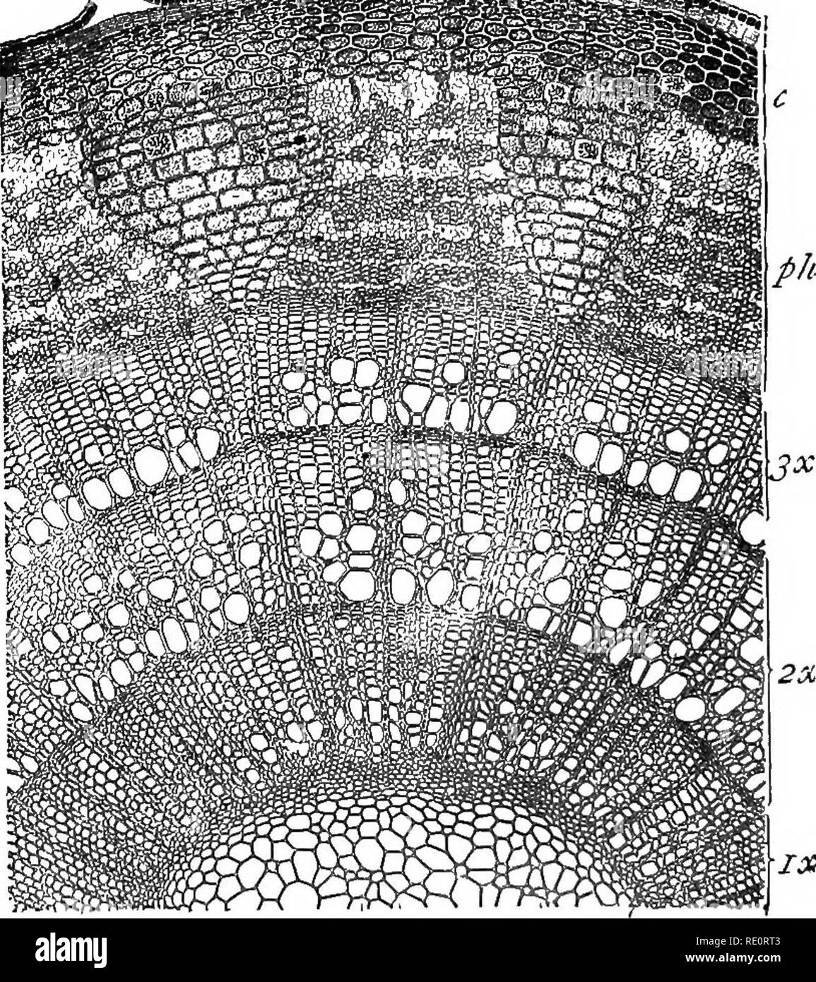 . Introduzione alla fisiologia vegetale. La fisiologia vegetale. 232 fisiologia vegetale legno, possiamo trovare negozi di cibo prevista fino nella zona appena sotto- neath la superficie che costituisce quello che è chiamato il cortex, e che dà luogo in seguito alla complessa forma- zione che è famihar a noi sotto il nome di corteccia. La formazione di anelli successivi di sughero più profondo e più profondo nella corteccia, che in ultima analisi costituiscono la corteccia. IX Fig. 108.-Sezione di Theee-yeab-vecchio stelo op Tilia, SHOwmo i raggi midollare sunnino throuoh il legno, x 60. (Dopo Kny.) è frequentato dalla stessa esigenza di un contin Foto Stock