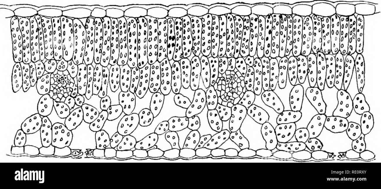 . Introduzione alla fisiologia vegetale. La fisiologia vegetale. 144 fisiologia vegetale esiste nell'atmosfera in quantità molto piccola e non abbastanza quattro parti in dieci mila essendo normalmente presenti. La grande superficie di verde che un normale impianto terrestre possiede rende tuttavia una notevole amoimt di assorbimento possibile. Marrone e Escombe ha dimostrato nel 1900 che è possibile che il biossido di carbonio, sebbene presenti nell'aria in tali quantità minute, per inserire una foglia attraverso tali aperture piccole come stomata in quantità così grande che un girasole è in grado di fabbricare 1-8 chicco di carbohydr Foto Stock