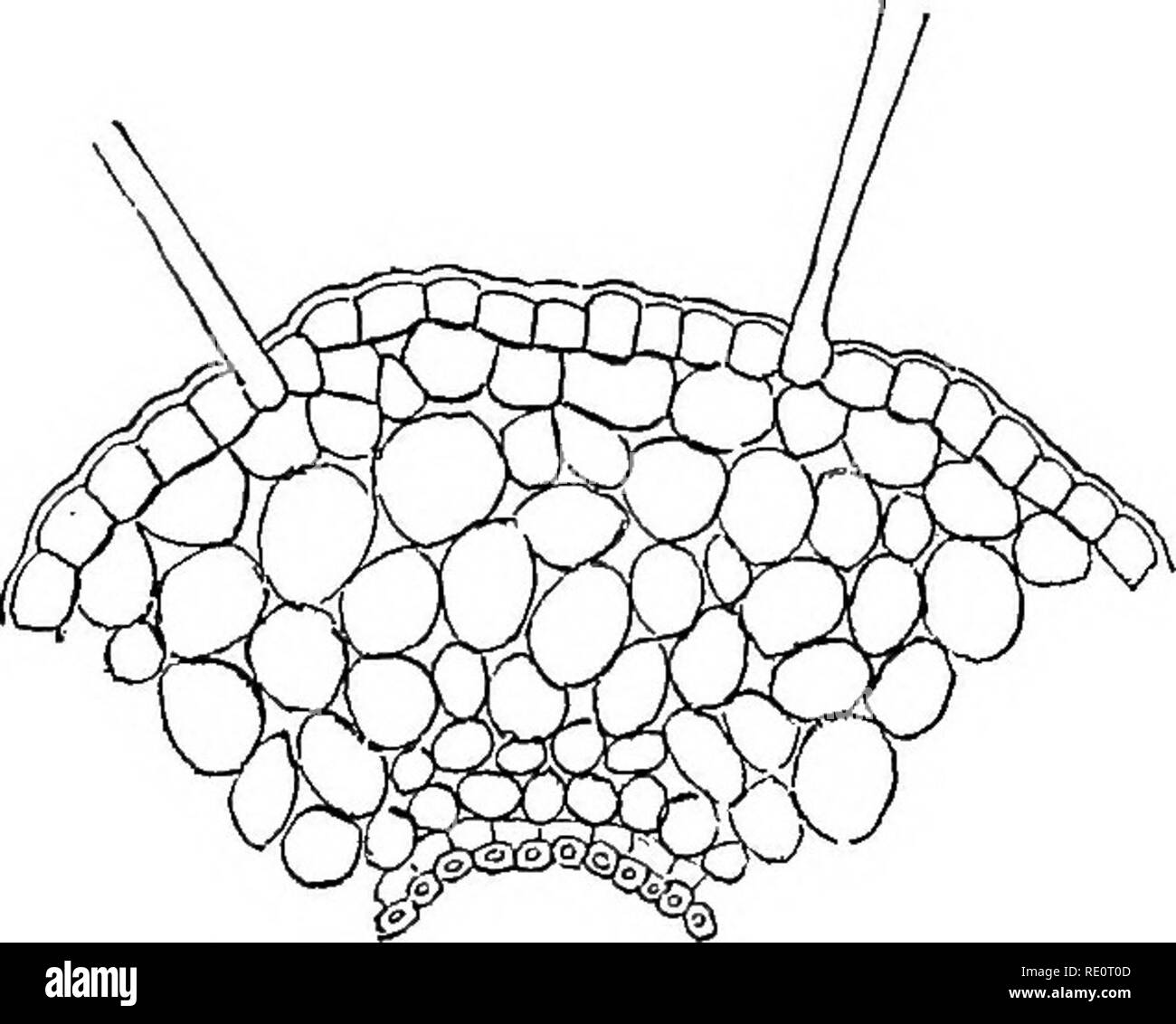 . Introduzione alla fisiologia vegetale. La fisiologia vegetale. L'AERAZIONE DI PIANTE 111 Fig. 71.-cellule splittetq in corrispondenza dei loro angoli di FOKM IntEECELLULAK spazi. proyided con accesso all'aria mediante la formazione di spazi a causa del frazionamento di certo della cella-mura, e la successiva separazione parziale delle cellule. L'aria si fa strada in questi spazi da un processo di diffusione verso l'esterno dalle cellule in battuta su di essi, mentre gli orifizi esterni in forma di stomata molto presto il loro apparire- mente. I vari costituenti dell'aria rendono il loro modo in e out di ciascuna cella da un processo Foto Stock