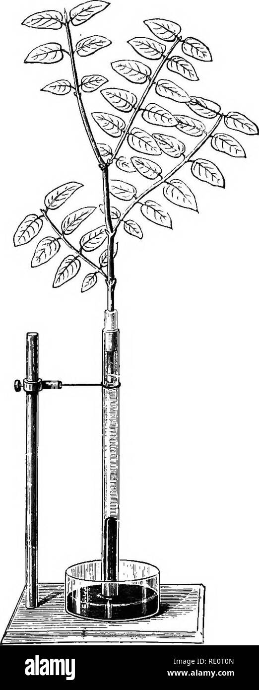 . Introduzione alla fisiologia vegetale. La fisiologia vegetale. TKANSPIEATION 105 è tuttavia molto sensibili a lievi variazioni nell'ambiente. È stato menzionato in un earUer parte di questo capitolo che la forza di traspirazione è di notevole aiuto per mantenere il flusso verso l'alto di acqua dalle radici. Il dispositivo illustrato nella fig. 69 permette a questo di essere demon- strated. L'estremità tagliata di un ramo è collegato mediante un giunto a tenuta con un tubo di vetro riempito con acqua, la cui estremità inferiore si immerge in un recipiente di mercurio. Come l'acqua è emerso, una certa quantità di mercurio entra th Foto Stock