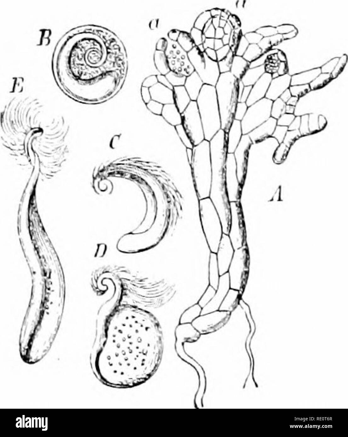 . Le piante e i loro usi; una introduzione alla botanica. La botanica; botanica, economico. La SC'DURINCi-RFRHES 543. Si prega di notare che queste immagini vengono estratte dalla pagina sottoposta a scansione di immagini che possono essere state migliorate digitalmente per la leggibilità - Colorazione e aspetto di queste illustrazioni potrebbero non perfettamente assomigliano al lavoro originale. Sargent, Federico Leroy, 1863-. New York, H. Holt e azienda Foto Stock