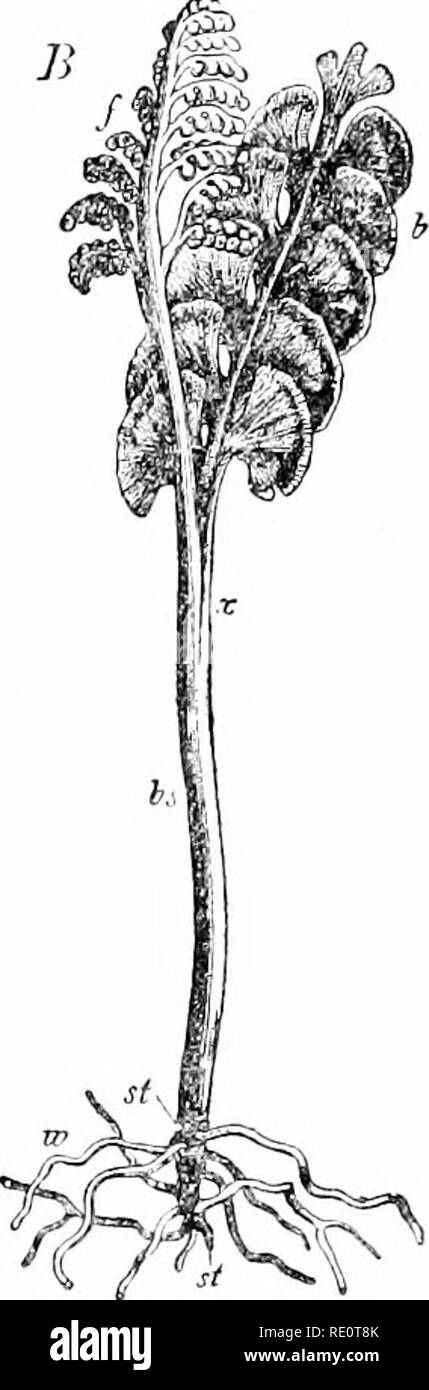 . Le piante e i loro usi; una introduzione alla botanica. La botanica; botanica, economico. Flo. 357.-Addcr-toiigue, A, e l'uva-fern, B (Opiiioglossum rulf/atum e Botrychium Lunaria, il sommatore lingua-famiglia, Opliioglossacca). Sporophytes mostra radici (w), stelo (così. picciolo (6s), il punto (x) in cui lascia il ramo a formare una chioma-lama (6) e una spora-cuscinetto divisione (/). Due terzi di dimensioni naturali. (Sachs.)-non molto conmion ma ampiamente distril:&GT;utcd in mostU^ terreno aperto. 192. Le felci (classe FiliciiiEe). Il nostro più primitivo felci sono rappresentato dal sommatore-alette (Ophioglossum) e l'uva-felci (Botrych Foto Stock