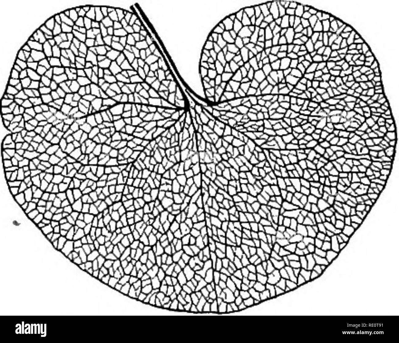 . La botanica tutto l'anno; un pratico libro di testo per le scuole. La botanica. 54. - Paral lela venata di foglia di giglio della valle {dopo grigio).. 38. Pinnate e vena Palmate- ing. - Successivo, confrontare una foglia di canna o di una qualsiasi delle nostre giardino comune arums, con uno di olmo, pesca, ciliegia, ecc., oppure con un foglietto illustrativo della rosa o il trifoglio. Tenere premuto entrambi fino alla luce e osservare attentamente le vene e reticulations. Cosa somiglianza avete notato tra i due.? Che differenza.? La quale è parallela e venato che è venato netto.' fare un disegno di ciascuno, e confrontare con i primi due. Notare che 55.- Pa Foto Stock