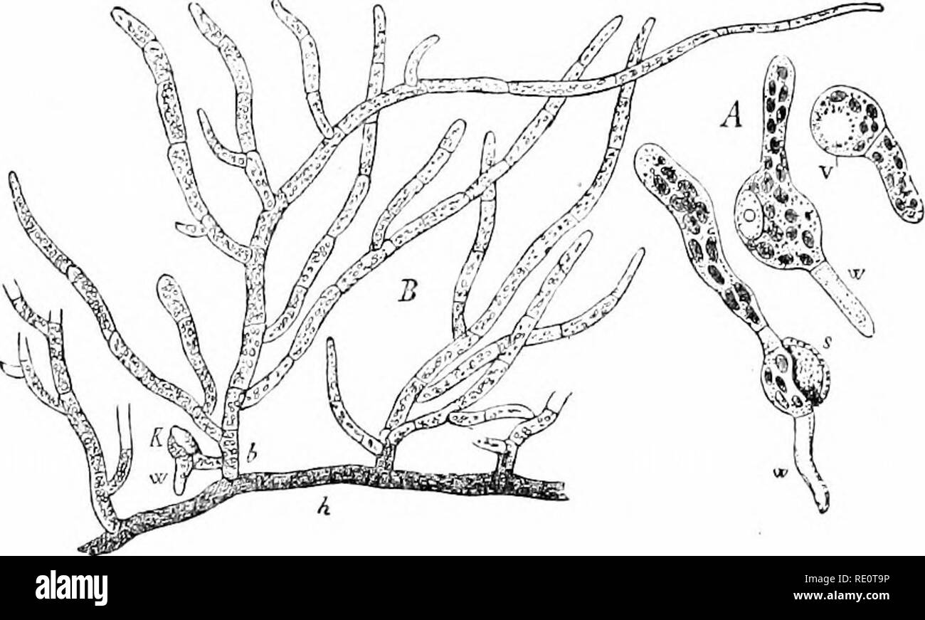 . Le piante e i loro usi; una introduzione alla botanica. La botanica; botanica, economico. 52(3 LIFE-storie dal decadimento della parte vecchia. IVIale gametangia (F) sono sostenuti sul lato dei rami speciali che possono essere riconosciuti come aventi le loro foglie più affollate e spesso rossastro [A-E). Numerosi i gameti maschili (K) arco più allungate e la spirale di più rispetto a quelli di Marchantia, ma sono altrimenti simili. Archegonia sono prodotte in corrispondenza della punta di breve Ijranches circondato da comparativamente grandi foglie (Fig. 340, .1). Dopo il gamete femminile è stato fecondato, l'asse del ramo si allunga in una stallv Foto Stock