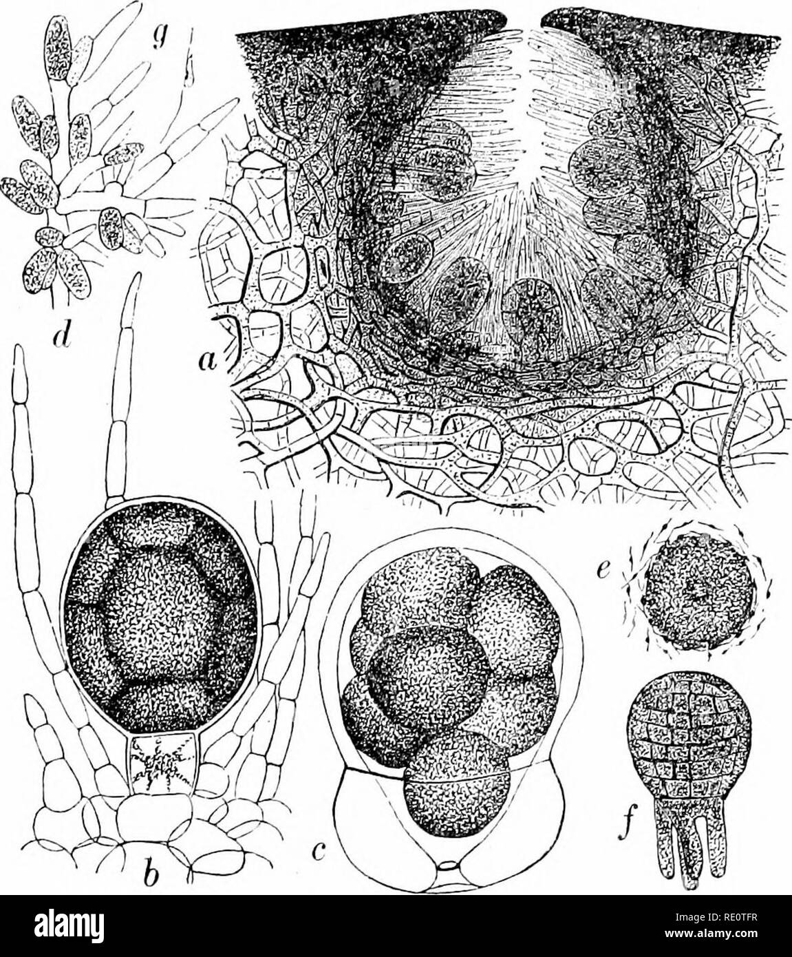 . Le piante e i loro usi; una introduzione alla botanica. La botanica; botanica, economico. Il rosso ALGyE 489 di taluni l^ranch, e questi emettono minute, sferica di gameti non avente alcuna flagelli o altri mezzi di locomozione. In corrispondenza delle punte di altri rami gameti femminili appaiono, ciascuno dei quali ha la forma di un pallone a forma di cella con lunghe e sottili collo (/, /). La fertilizzazione è effettuata. Fig. 319.-vescica-wrack; una sezione verticale attraverso un couceptacle {^^) .mostrante la femmina gametangia; 5, femmina gametangium inizio per formare i suoi otto gameti; c, lo stesso inizio per impostare gratuitamente le sue gameti: d, maschio gametangia (ombreggiata) Foto Stock