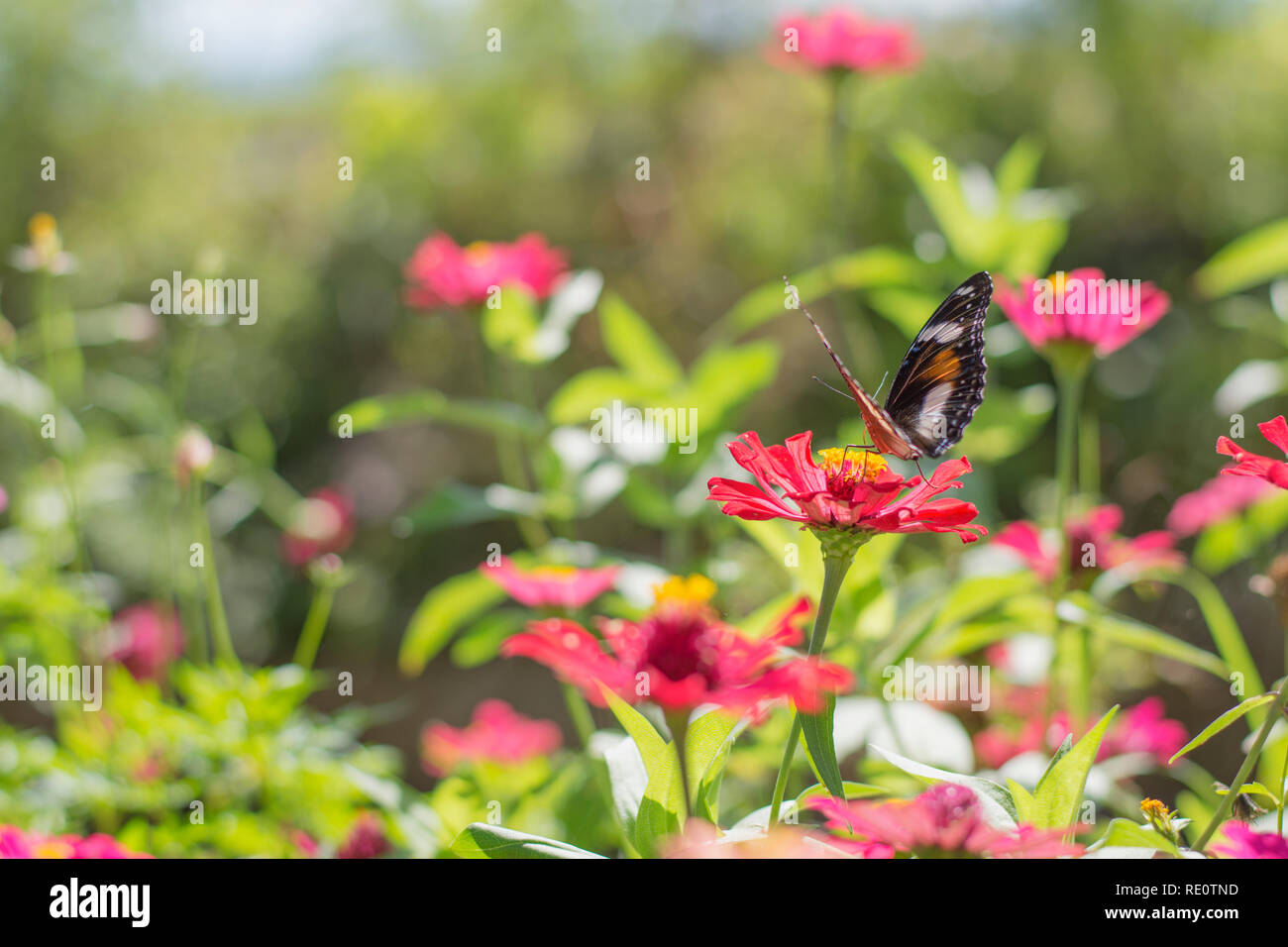 Stupenda farfalla nel giardino fiorito Foto Stock