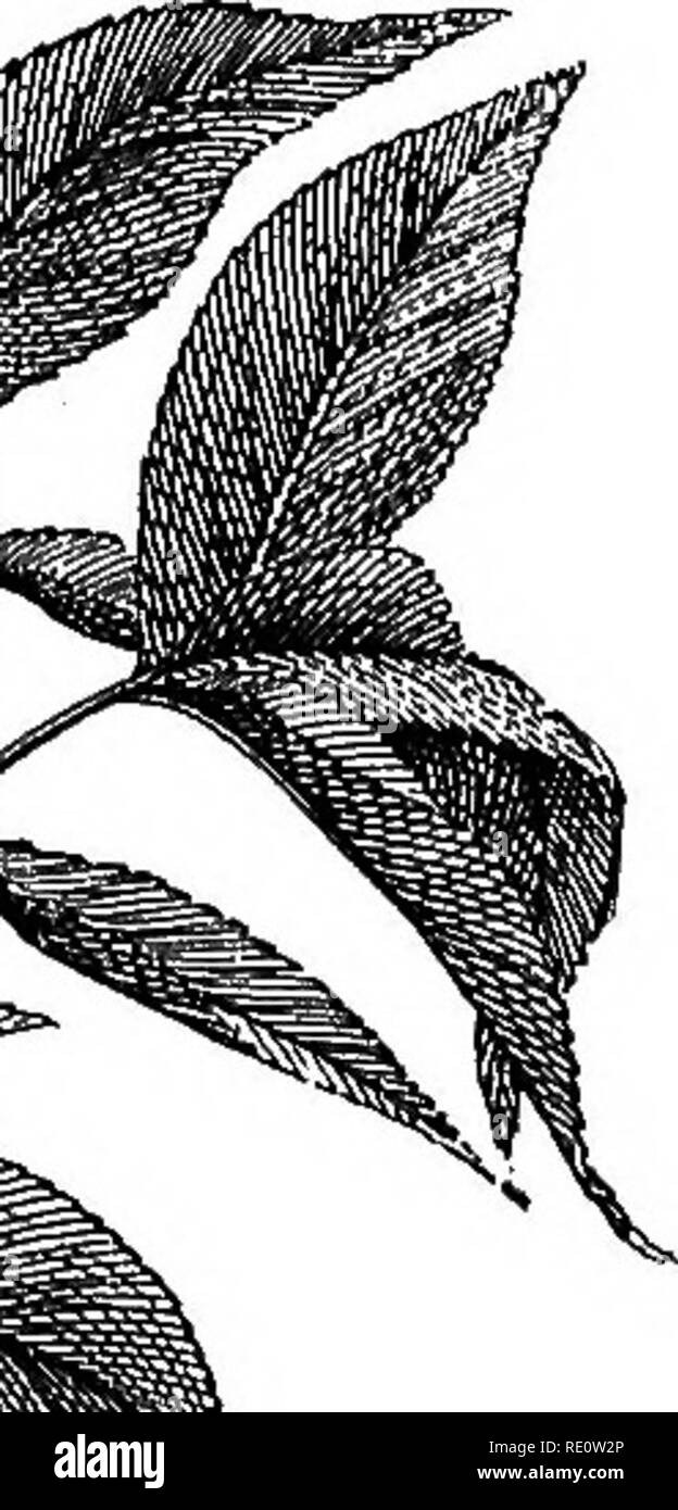 . Fiori di campo, colle e palude;. La botanica. &Gt; '&amp; ^^^ '• .4i^.^RF 1. Si prega di notare che queste immagini vengono estratte dalla pagina sottoposta a scansione di immagini che possono essere state migliorate digitalmente per la leggibilità - Colorazione e aspetto di queste illustrazioni potrebbero non perfettamente assomigliano al lavoro originale. Creevey, Caroline A. La Sig.ra New York, Harper &AMP; Fratelli Foto Stock