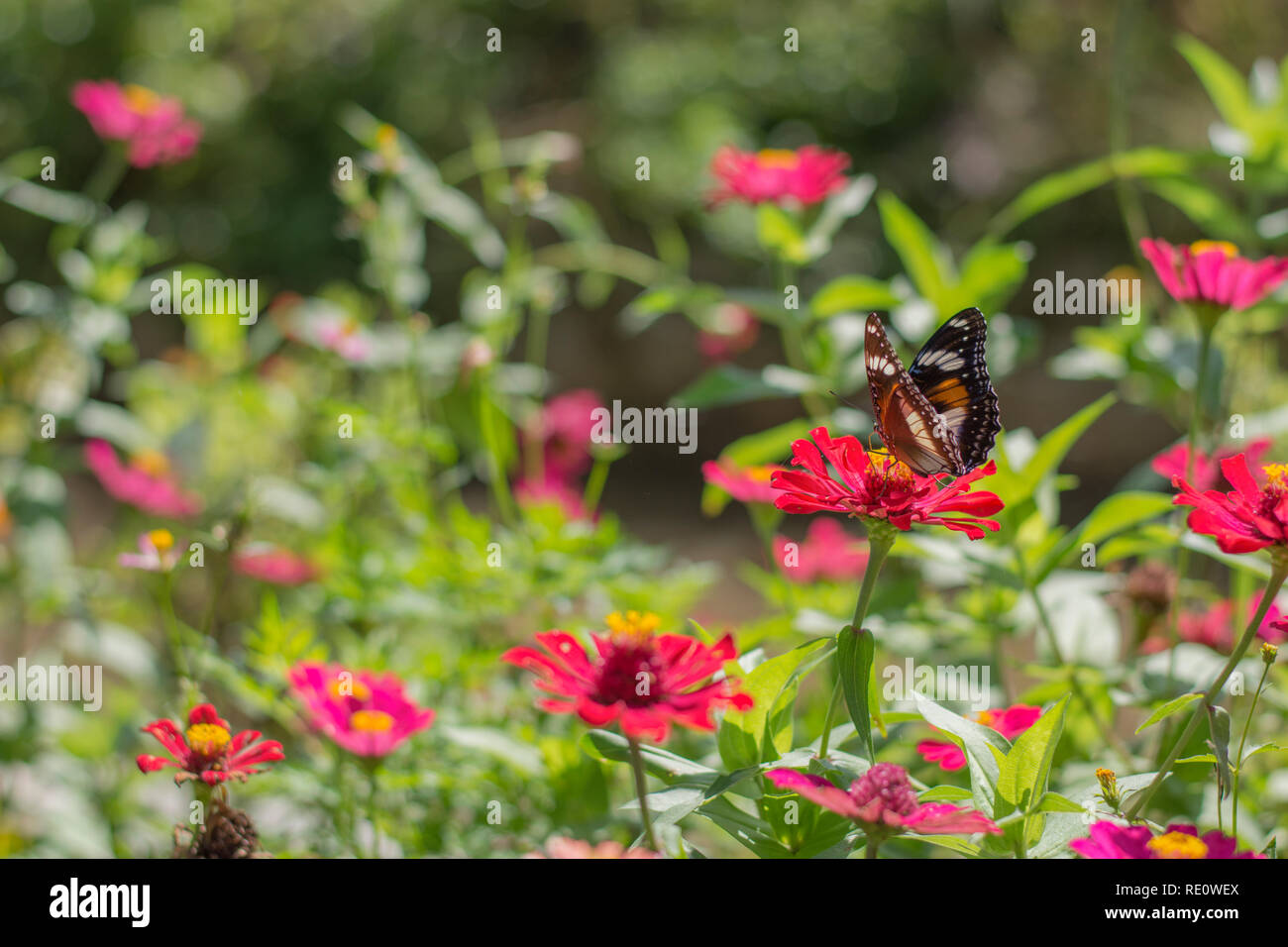 Stupenda farfalla nel giardino fiorito Foto Stock