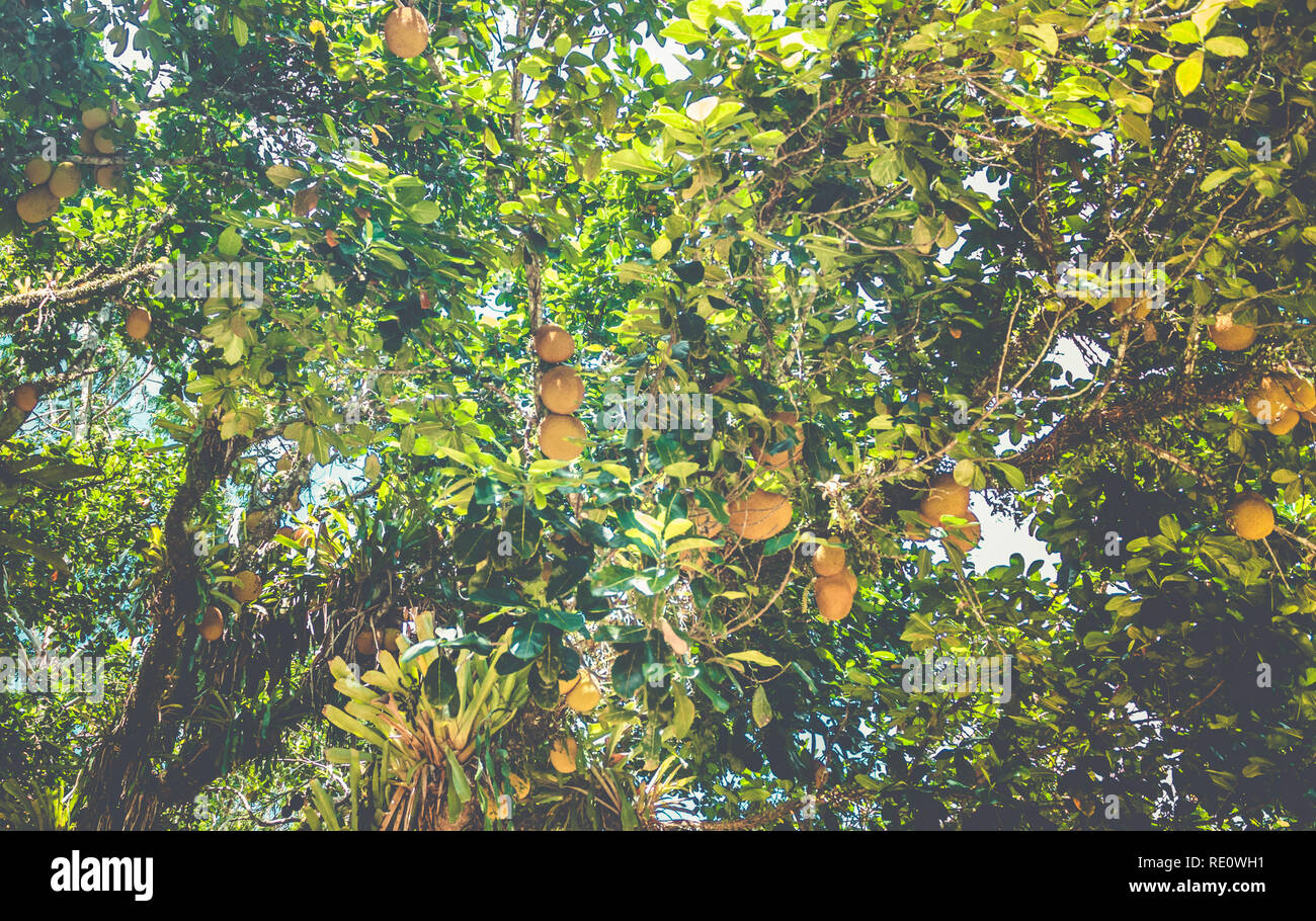 Jackfuits. Alberi Jackfruit Foto Stock