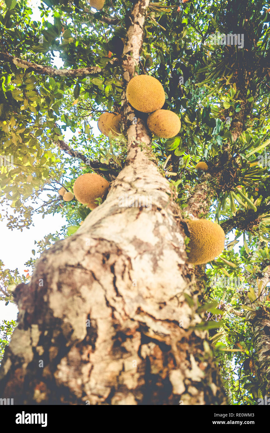 Bella Jackfruit tronco di albero (Artocarpus heterophyllus) Foto Stock