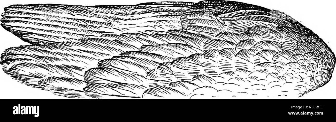 . Gli uccelli del Sud Africa. Gli uccelli. FALCONID^ SPIZAETUS 303 sono generalmente per essere trovati. Il sig. Ayres ha trovato un nido su Giugno 10 in Orange Eiver Colony; era di circa cinque metri di diametro, costruita di bastoni e rivestiti con fresco verde ramoscelli e collocato in un vecchio albero nodose sul lato di una collina; esso conteneva un solo un po' di uova incubate; questa è stata .gessoso bianco, spotted e macchiato con bruno rossastro e piuttosto arrotondata nella forma, misura 3'3 X 2-55. Un nido è stato inoltre trovato dalla Symonds su Settembre 20, che conteneva un giovane uccello in giù. Esso è stato posto in una struttura ad albero di mimosa a strapiombo sul fiume e w Foto Stock