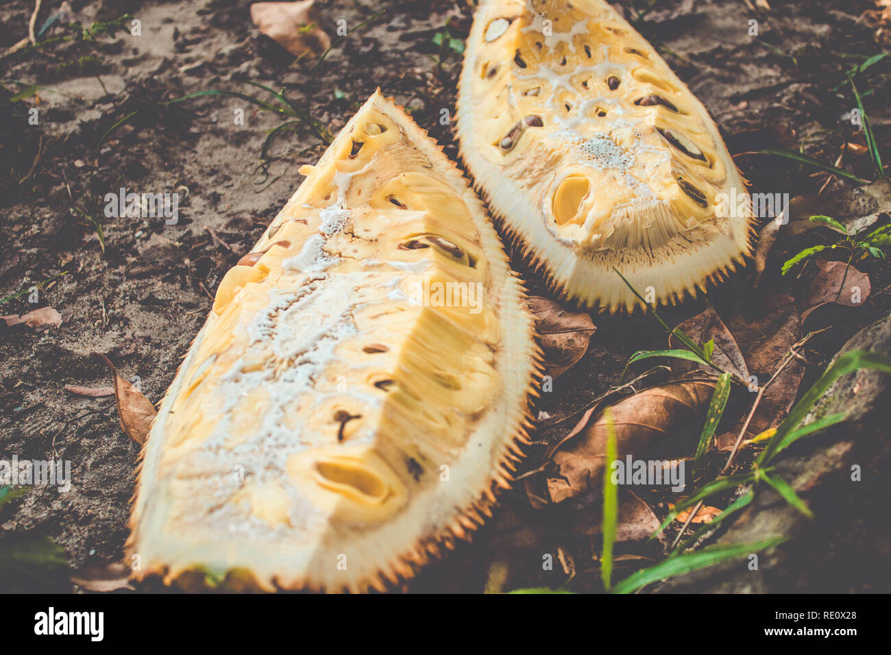 Jackfruit carne (Artocarpus heterophyllus )Texture con il lattice sitcky. Il Brasile Foto Stock
