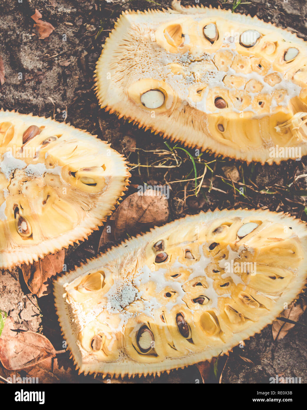 Jackfruit carne (Artocarpus heterophyllus )Texture con il lattice sitcky. Il Brasile Foto Stock