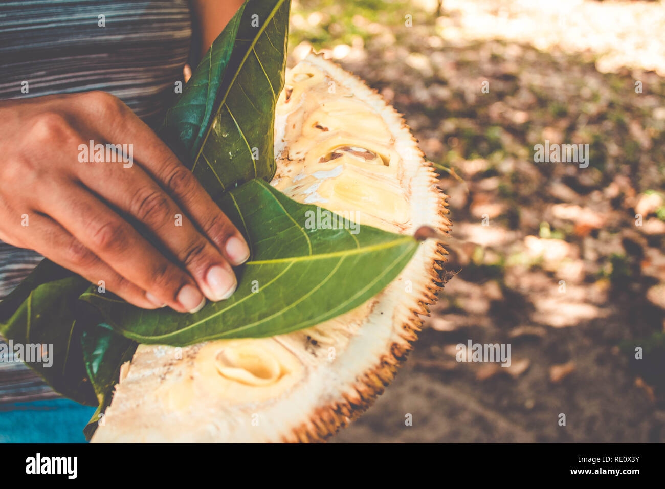 Jackfruit carne (Artocarpus heterophyllus )Texture con il lattice sitcky. Il Brasile Foto Stock