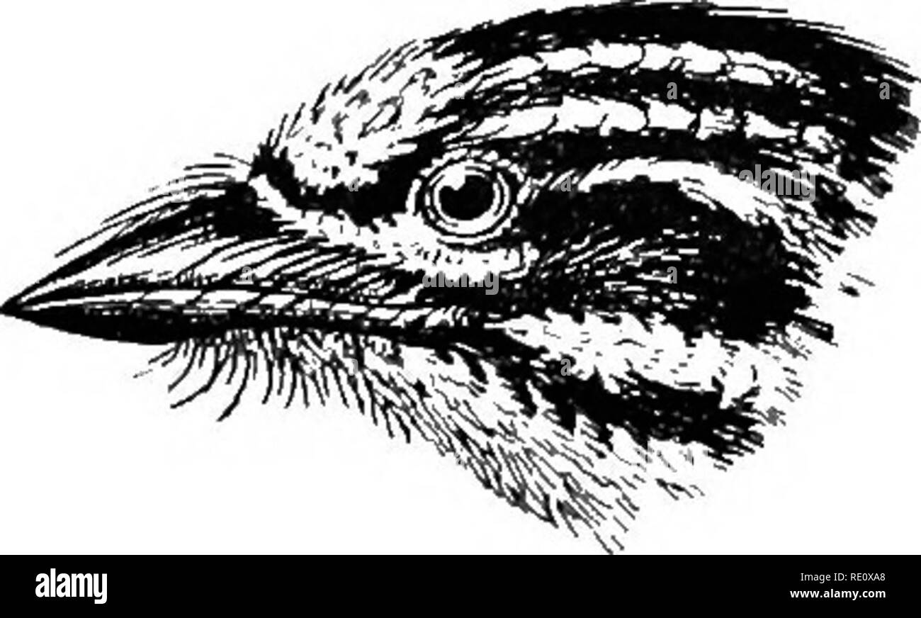 . Gli uccelli del Sud Africa. Gli uccelli. CAPITONID^ BABBATULA 167 giallo striature ; scamone" e coda superiore-converte lo zolfo-giallo ; ala-quills e converte nero, lavato esternamente con golden- giallo ; alcuni dei circuiti secondari interna con zolfo-bordi gialli; coda nera con zolfo-bordi gialli; ear-converte e guance in bianco e nero ; al di sotto, zolfo-giallo in tutta ; sotto l'ala-converte e fodera interna di quills bianco. Iride marrone scuro ; bill nero; gambe e piedi di colore verdastro scuro-cenere. Lunghezza circa 5-5 ; ala 2-35 ; la coda 140 ; culmen 0-40 ; tarso 0-70. I due sessi sono simili a colori, ma il Foto Stock