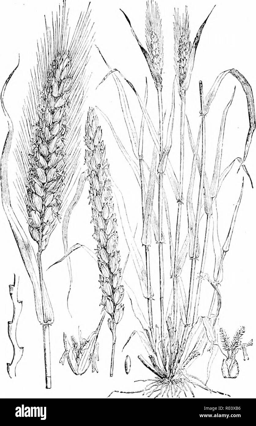 . Le piante e i loro usi; una introduzione alla botanica. La botanica; botanica, economico. Cereali 19 annegata in un sun-mattone essiccato da una delle piramidi egiziane credeva di essere più di cinque mila anni. Cer- tain resti preistorici del lago abitanti della Svizzera. m"W Fig. 8.-grano (Triiicum salioum, famiglia di erba, Graminecc). Una pianta e fiore-cluster del barbuto di frumento, un fiore-cluster di rasa o "club" di frumento, un pezzo di zig-zag rachide, un spikelet, un fiore e un kernel. (Baillon.) mostrano che il frumento, orzo, avena e segale erano in uso tra i più severo dei popoli d'Europa, Foto Stock . Le piante e i loro usi; una introduzione alla botanica. La botanica; botanica, economico. Cereali 19 annegata in un sun-mattone essiccato da una delle piramidi egiziane credeva di essere più di cinque mila anni. Cer- tain resti preistorici del lago abitanti della Svizzera. m"W Fig. 8.-grano (Triiicum salioum, famiglia di erba, Graminecc). Una pianta e fiore-cluster del barbuto di frumento, un fiore-cluster di rasa o "club" di frumento, un pezzo di zig-zag rachide, un spikelet, un fiore e un kernel. (Baillon.) mostrano che il frumento, orzo, avena e segale erano in uso tra i più severo dei popoli d'Europa, Foto Stock