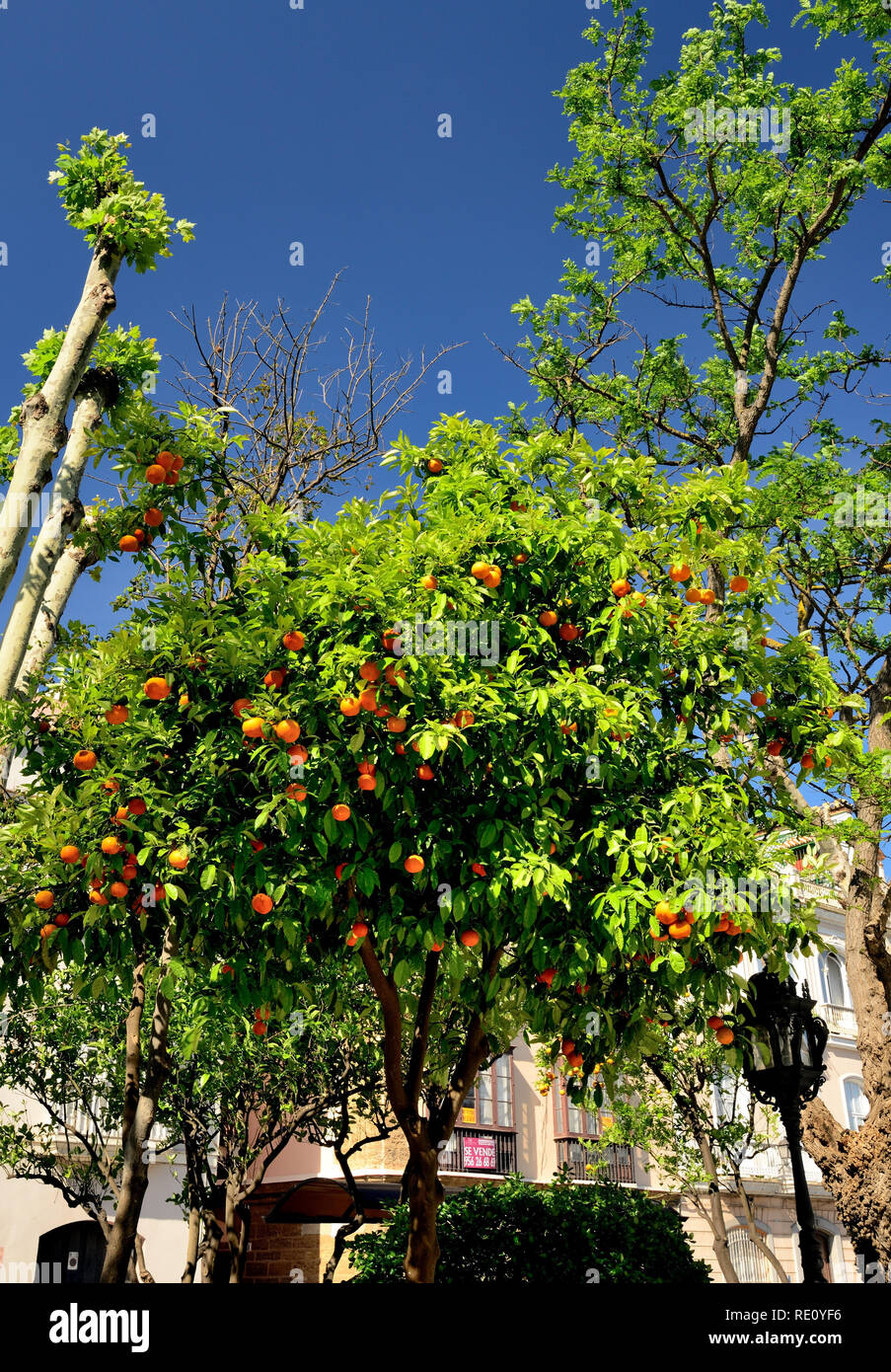 Alberi di arancio crescente sul ciglio della strada a Cadice. Foto Stock