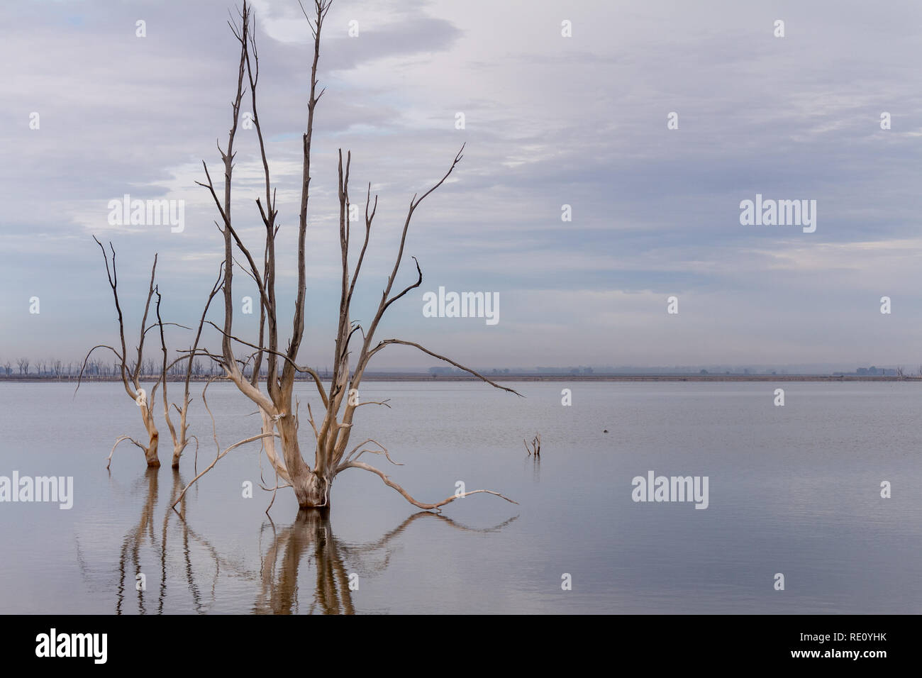 Gli alberi morti nella città di Epecuen. Paesaggio desolato senza persone. In caso di calamità naturali. Foto Stock