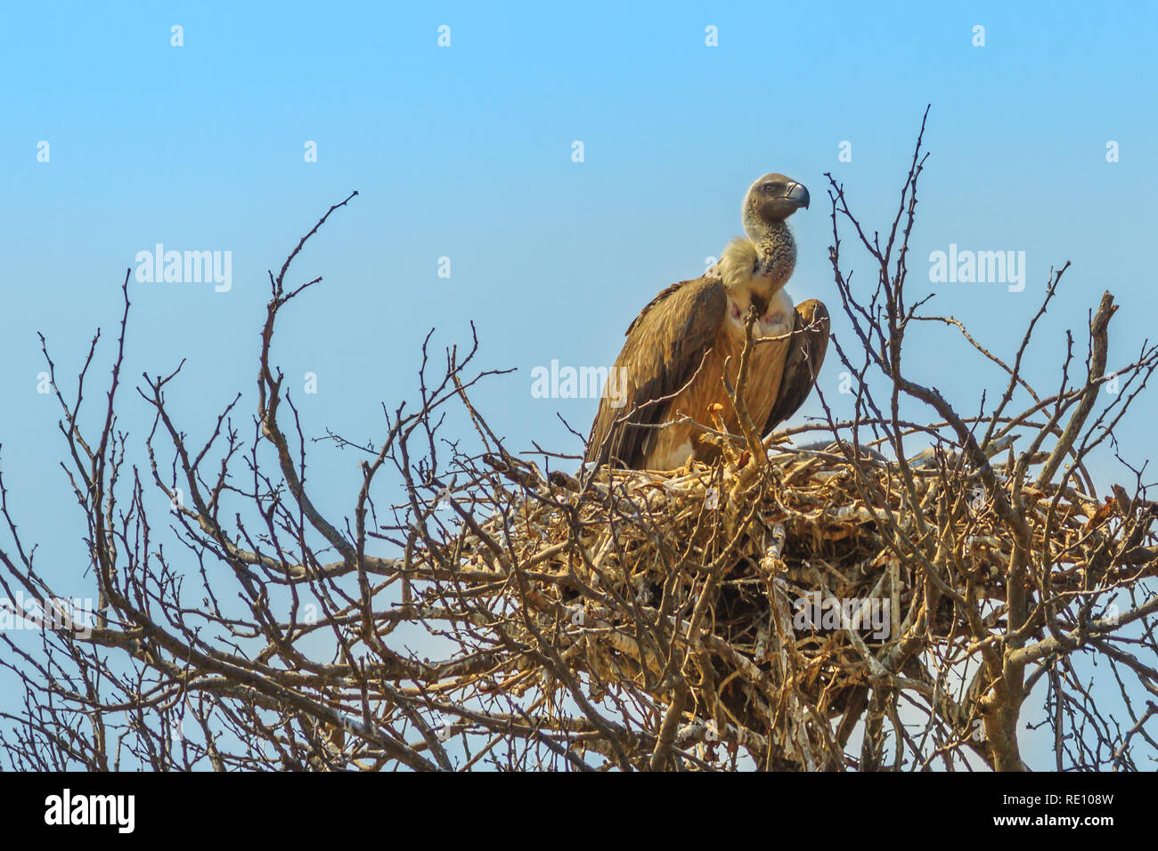 Vulture nel suo nido su un albero isolato sul cielo azzurro sfondo nel Parco Nazionale di Kruger, Sud Africa. Foto Stock