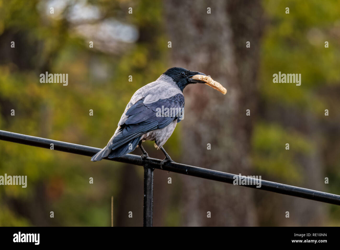 Appollaiato crow con il pane nel suo becco Foto Stock