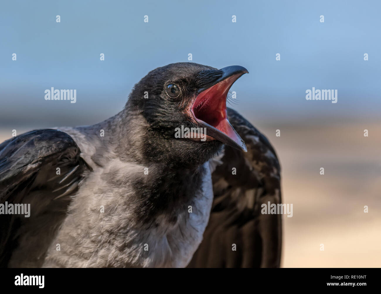Giovani crow fledgeling vuole essere alimentato Foto Stock