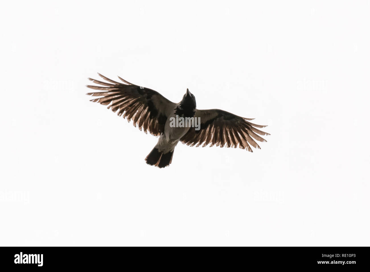Flying crow isolati su sfondo bianco Foto Stock