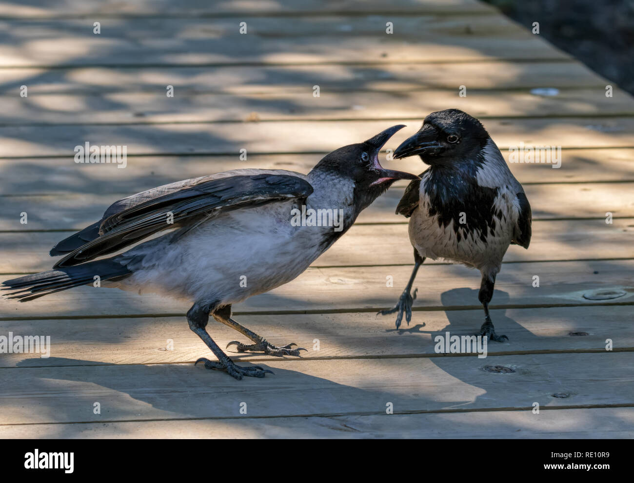 Adulto di crow che alimenta la sua fame baby Foto Stock
