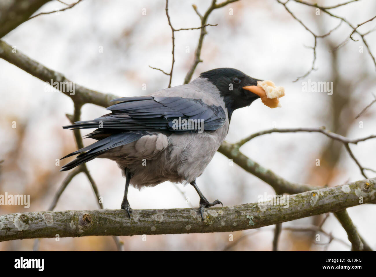 Appollaiato crow con il pane nel suo becco Foto Stock