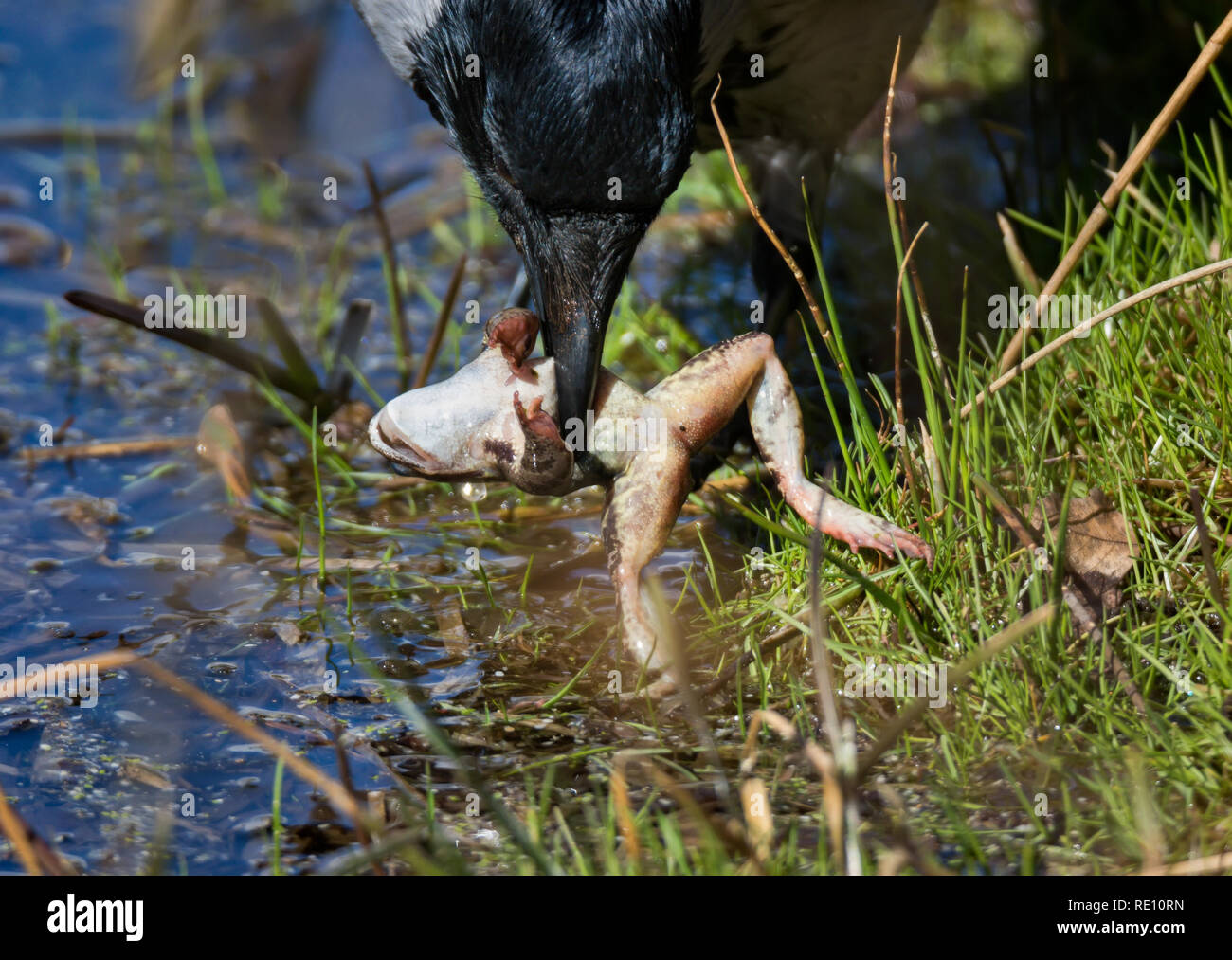 Un corvo ha catturato una rana in un lago Foto Stock