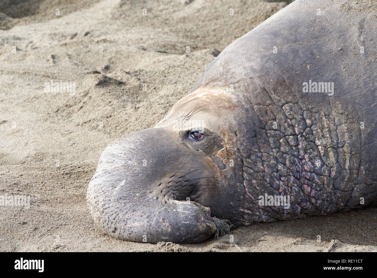 Close up ritratto di un maschio di guarnizione di elefante tirata fuori su una spiaggia. Foto Stock
