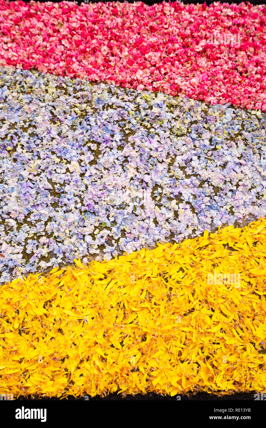 Petali di fiori sullo sfondo Foto Stock