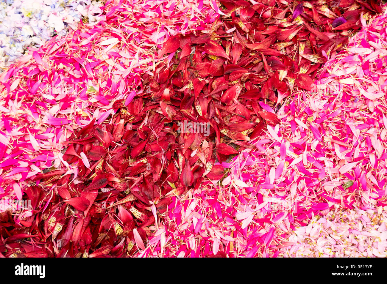 Petali di fiori sullo sfondo Foto Stock