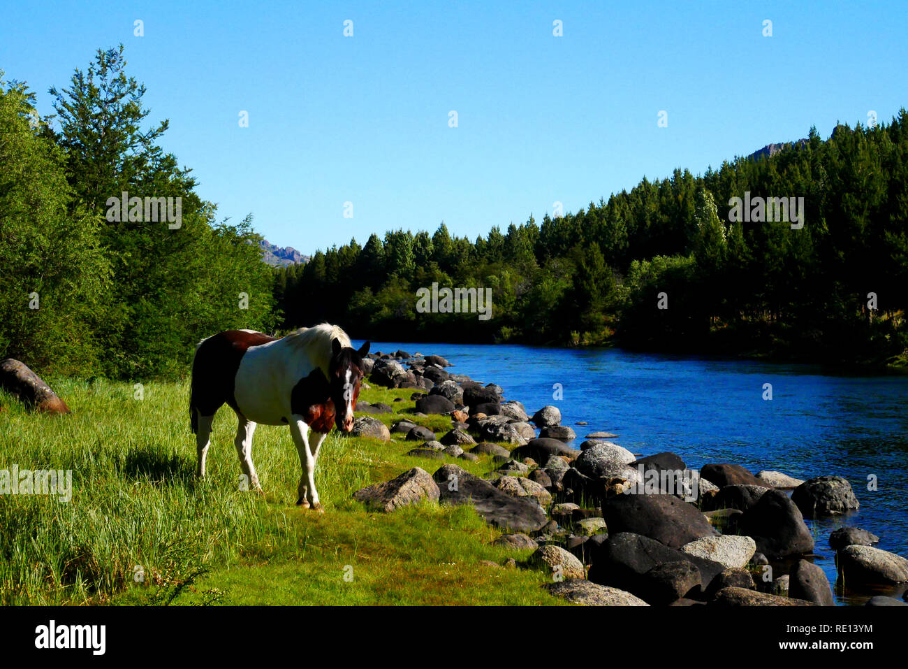 Caballo pastando en Río Meliquina, Neuquén, Patagonia, Argentina Foto Stock