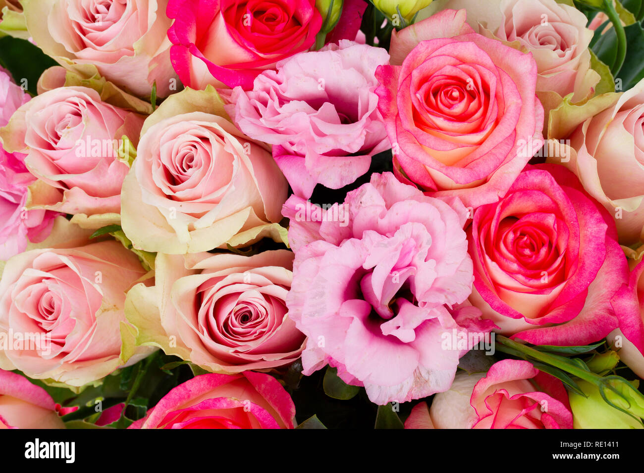Freschi di fiori di rosa Foto Stock