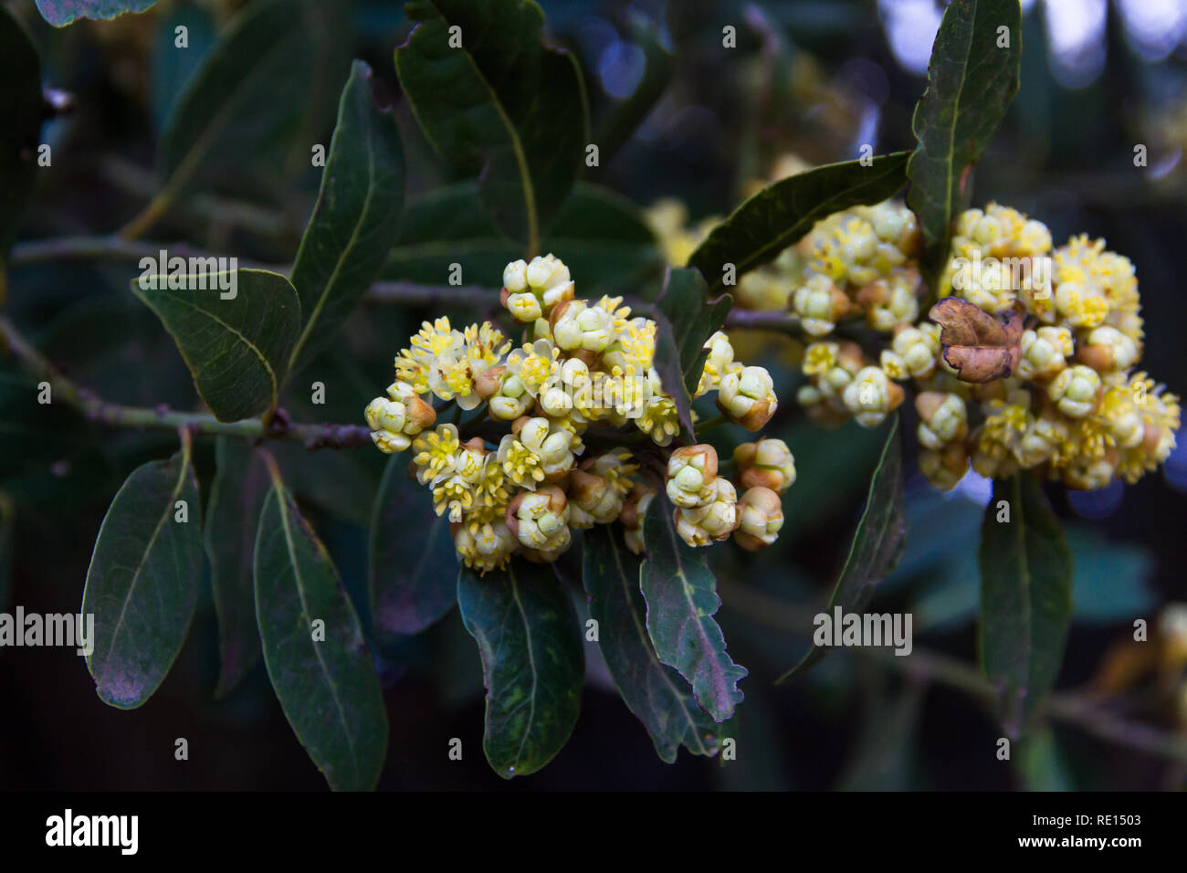 L'alloro è fiorita in primavera nel giardino biologico Foto Stock
