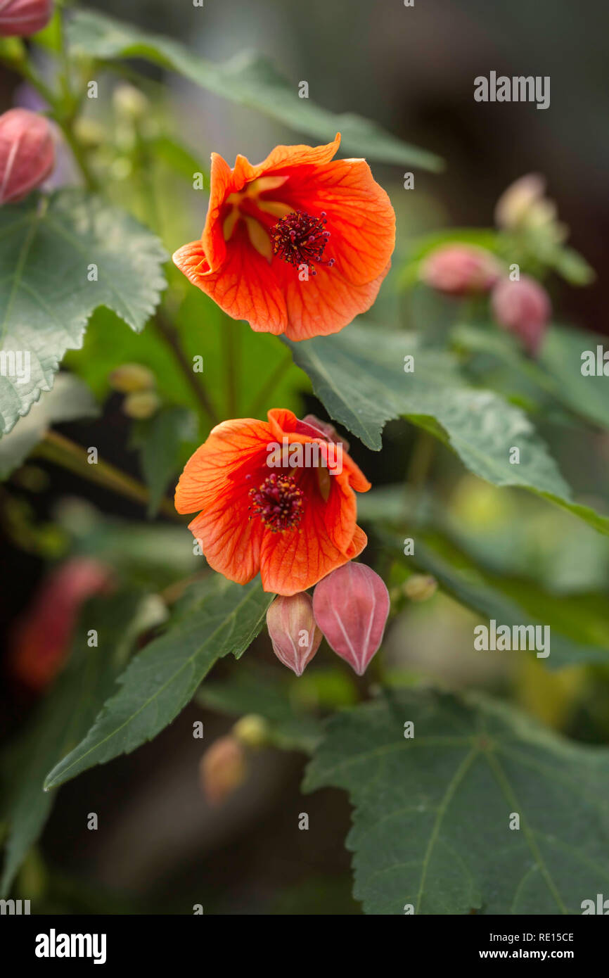 Abutilon 'Sweet fascino del Sud" Foto Stock