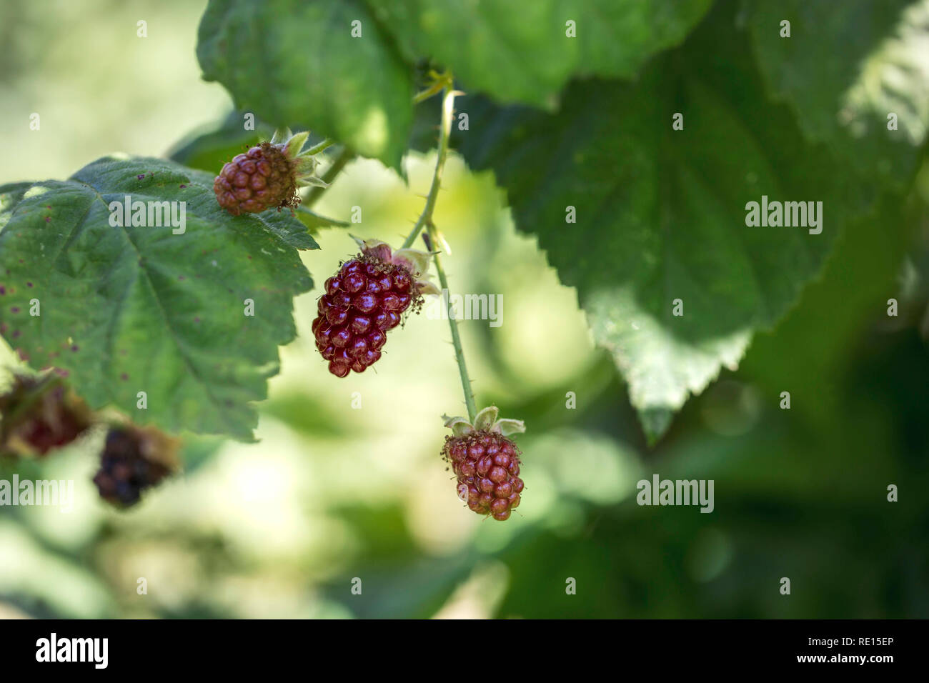 Silvan Black Berry Foto Stock