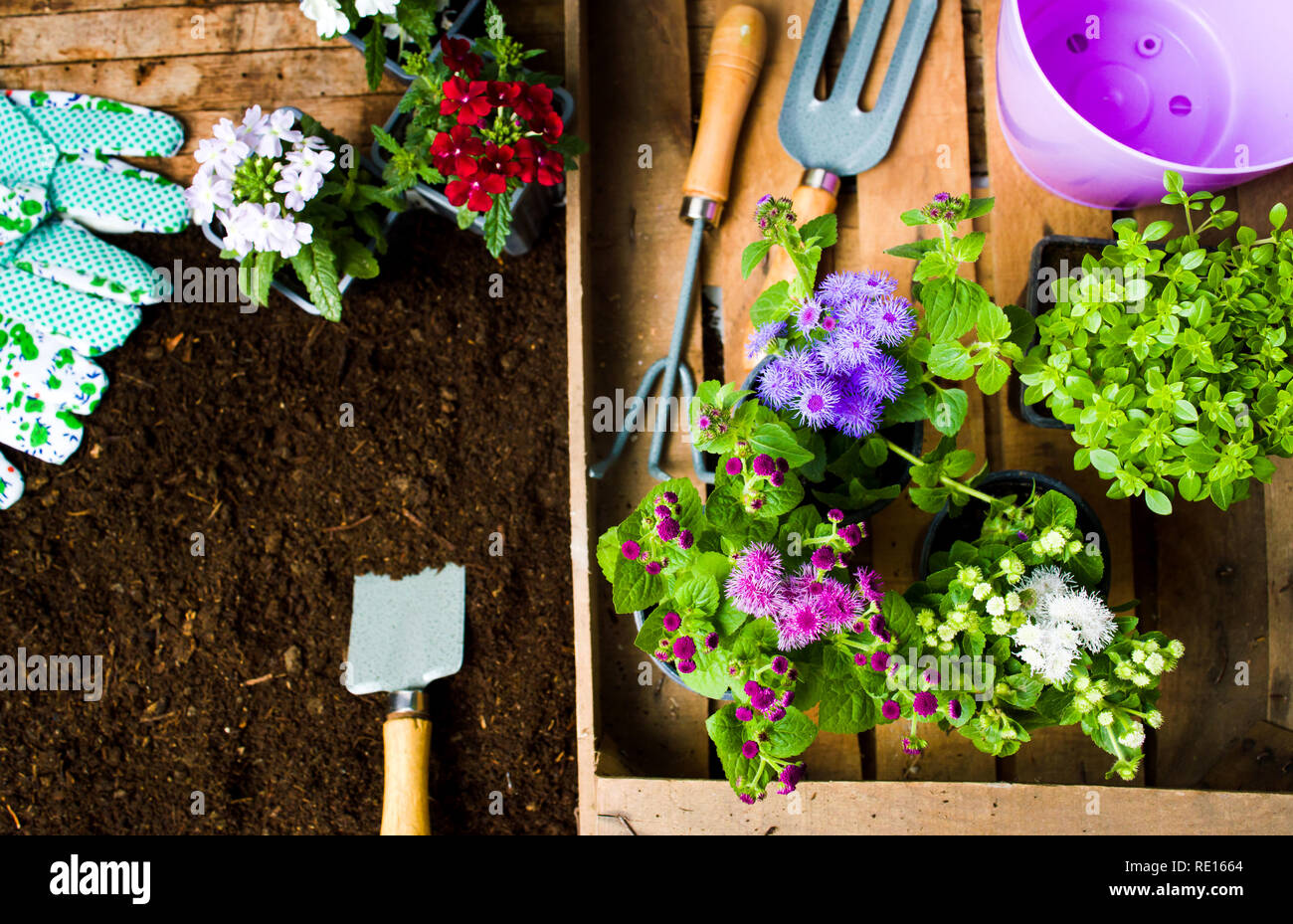 Fiori colorati e utensili da giardinaggio nel terreno in vista superiore Foto Stock