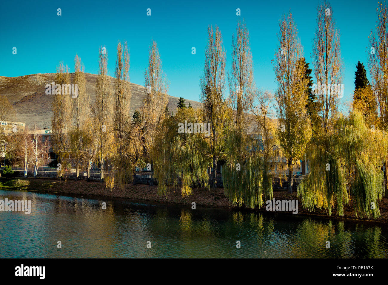 Salici sulla sponda di un fiume in autunno Foto Stock