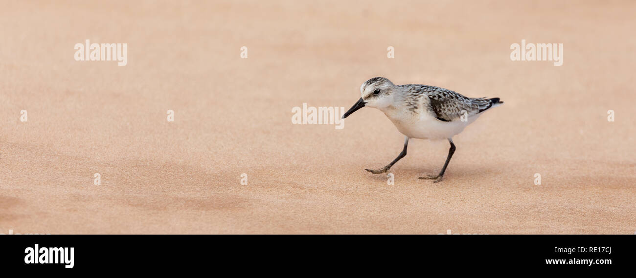 Becasseau Sanderling, Calidris alba, sulla spiaggia di sabbia di Ile du Havre aux Maison, Iles de la Madeleine, Canada. Popolare social media proportio banner Foto Stock