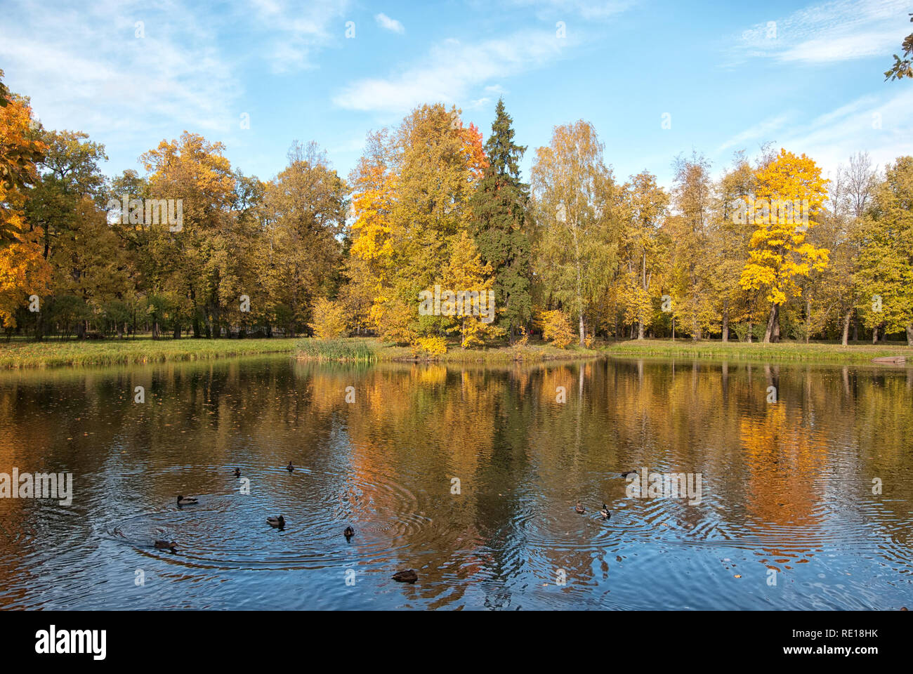 Carskoe Selo, San Pietroburgo, Russia - 8 ottobre 2018: anatre nuotare in stagni Ozerki in Alexander Park. Foto Stock