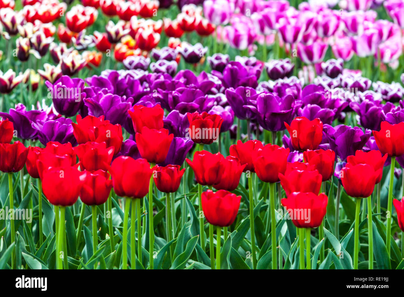 Aiuole giardino colorato, tulipani primavera, tulipani rosso giardino fiorito bordo, contrasto fiori Foto Stock