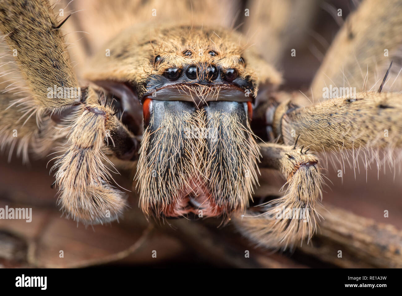 Extreme close up Australian huntsman spider mostrando zanne e occhi, nella foresta pluviale australiana Foto Stock