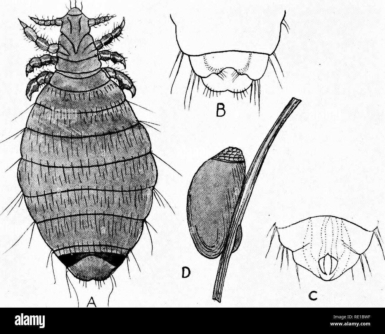 . Parassiti e parassitosi degli animali domestici : il zooÌlogy e il controllo dei parassiti animali e della patogenesi e del trattamento di malattie parassitarie . Animali domestici. 76 PARASSITI DI ANIMALI DOMESTICI Pediculosis della pecora questo animale ha un pidocchio suctorial,âLinognathus â pedalis e uno morde; pidocchio,âTrichoiiedes sphwrocephalus. 1. Linognathus pedalis (Hsematopinus pedalis). Pediculidge (p. 70). ÂHas la stessa forma generale il corto-naso pidocchio del bue, ma è un po' più sottile. È anche molto più leggero di colore, conferendole un po' aspetto immaturi (Fig. 43).. Fig. Foto Stock