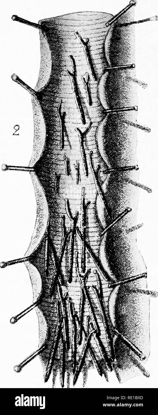 . Malattie del pollame e il loro trattamento. Il pollame. Malattie del pollame e il loro trattamento. 3 La Fig. 47. Trachea (windpipe) di Fig. 48. Una coppia di una plieasant sliowing gape Syngainus trachc- worm (Syngainus tniclicalis) alis. attaccato, attaccato alla mucosa uiem- (dopo ]Iegnin). brane. (Dopo ]Iegnin). I due sessi sono uniti insieme in modo tale che una coppia guarda Hke una doppia testa di vite senza fine. La femmina è di circa jA pollice lungo e il maschio di circa 1-5 pollici. I worm sono di colore chiaro quando è vuoto ma quando il)- sono state alimentando essi sono di colore rosso con sangue tlie del pulcino. La presenza del worm Foto Stock