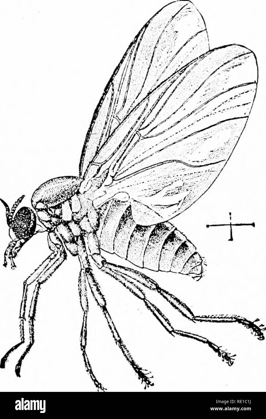 . Parassiti e parassitosi degli animali domestici : lo zoo?logia e il controllo dei parassiti animali e della patogenesi e del trattamento di malattie parassitarie . Animali domestici. Parassiti DI ANIMALI DOMESTICI breve undici-antenne segmentata, nessun singolo ej'es, grandi ali e stout gambe. Solo le femmine sono dotati di piercing parti di bocca. Il larvffi, finora come noto, sono acquatiche. Le uova vengono depositate in uno strato compatto su qualche oggetto, solitamente'' rock, in prossimità della superficie di un ruscello che scorre. Dopo la schiusa la caduta larvse nel flusso e vivono attaccati a bastoni, sassi o altro o Foto Stock . Parassiti e parassitosi degli animali domestici : lo zoo?logia e il controllo dei parassiti animali e della patogenesi e del trattamento di malattie parassitarie . Animali domestici. Parassiti DI ANIMALI DOMESTICI breve undici-antenne segmentata, nessun singolo ej'es, grandi ali e stout gambe. Solo le femmine sono dotati di piercing parti di bocca. Il larvffi, finora come noto, sono acquatiche. Le uova vengono depositate in uno strato compatto su qualche oggetto, solitamente'' rock, in prossimità della superficie di un ruscello che scorre. Dopo la schiusa la caduta larvse nel flusso e vivono attaccati a bastoni, sassi o altro o Foto Stock