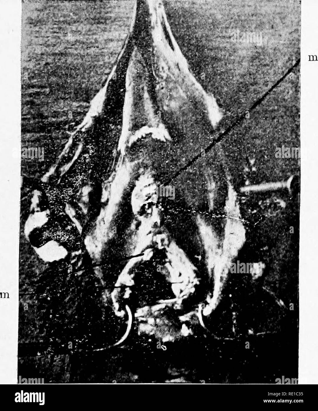 . Malattie del pollame e il loro trattamento. Il pollame. Fig.. Testa di un uccello 22 daj-s dopo l'in- oculation con una cultura del roup bacillus. A.-falsa membrana. (Da Harrison e Streit).. Fig. ig. Gola e il fondo della bocca con false membrana (m) 14 giorni dopo l'inoculazione. (Da Harrison e Streit).. Si prega di notare che queste immagini vengono estratte dalla pagina sottoposta a scansione di immagini che possono essere state migliorate digitalmente per la leggibilità - Colorazione e aspetto di queste illustrazioni potrebbero non perfettamente assomigliano al lavoro originale. Perla, Raymond; superficie, Frank Macy, 1882-; Curtis, Maynie Rose, 1880-; principali Foto Stock