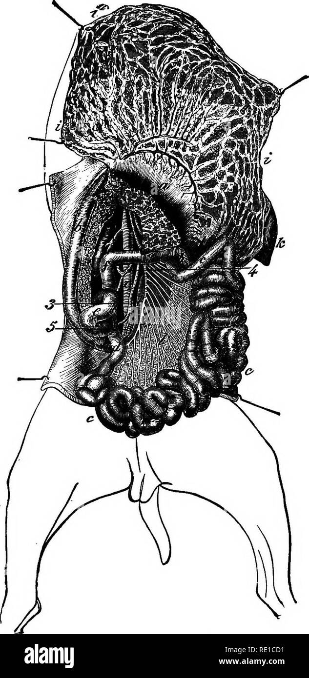 . Un trattato sulle malattie del cane; essendo un manuale di patologia canino. Particolarmente adatto per l'uso di veterinari professionisti e studenti. I cani. Sui disturbi dell'apparato digerente. 109 grado di lacerazione per combattere così come l'effettivo im- paction ; anche l'ostruzione al passaggio è generalmente solo parziale. A dispetto del grande temperamento nervoso. Via. 34.-intestino e omento principali (dopo Chatjyeat; "). a. Lo stomaco, b. Il duodeno, c, d. Il piccolo intestino, e. Cieco. /, G, h. Intestino crasso, i. Omento. Jc. Fegato. I. mesenterica, m. Il pancreas. 1. Post, aorta. 3, 4, 5. In Foto Stock